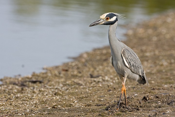 Nachtreiher Nycticorax nycticorax Night Heron